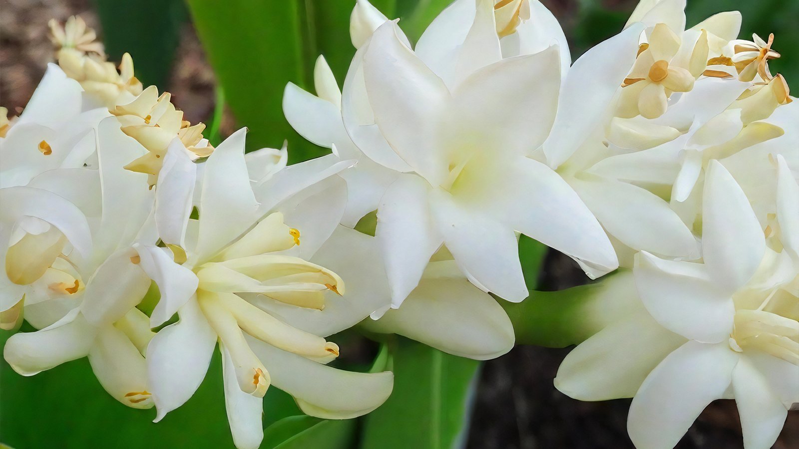 Tuberose vvm